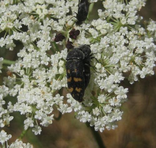 Réf. 247 173 : Acmaeoderella flavofasciata
